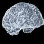 How Dopamine Influences Decision Making: The Neuroscience Behind Risk and Reward — Photo by Shawn Day on Unsplash